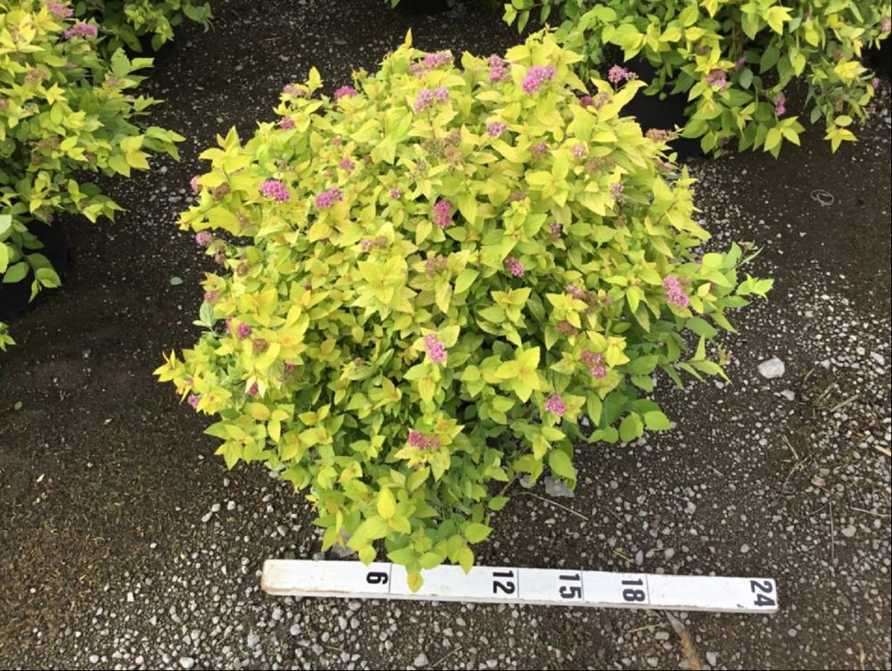 Goldmound Spirea (Spiraea japonica 'Goldmound') - QT