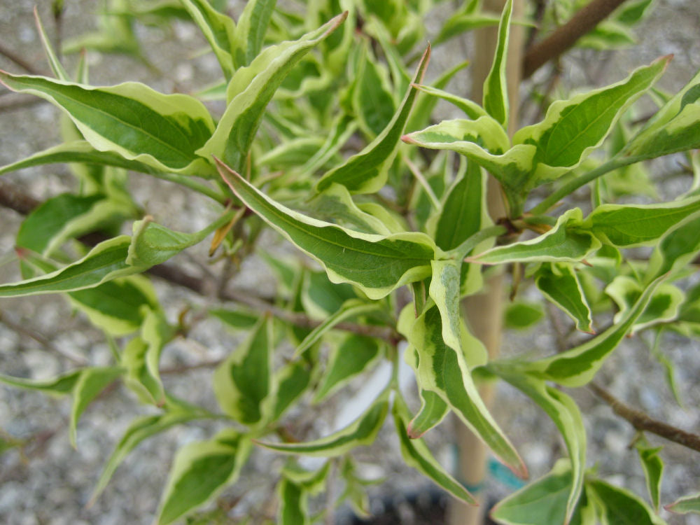 Samaritan® Chinese Dogwood (Cornus kousa 'Samzam') - 2 gallon 3' TREE