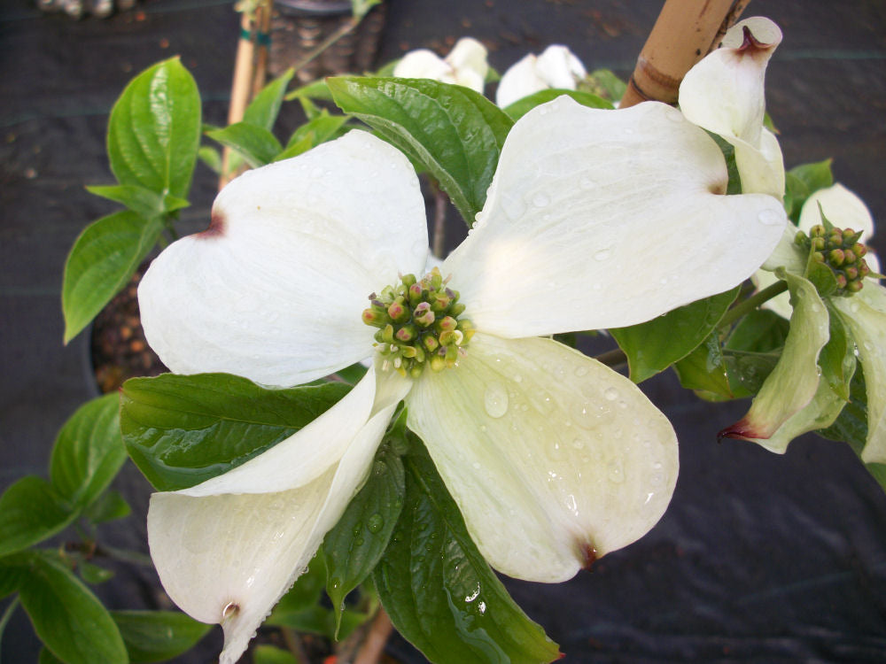 Cloud Nine Flowering Dogwood (Cornus florida 'Cloud Nine') - 2 gallon 3' TREE