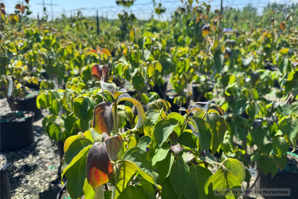 Smokeshow™ Kousa Dogwood (Cornus kousa 'HGFI65jd' SMOKESHOW) - 2 gallon 3' TREE