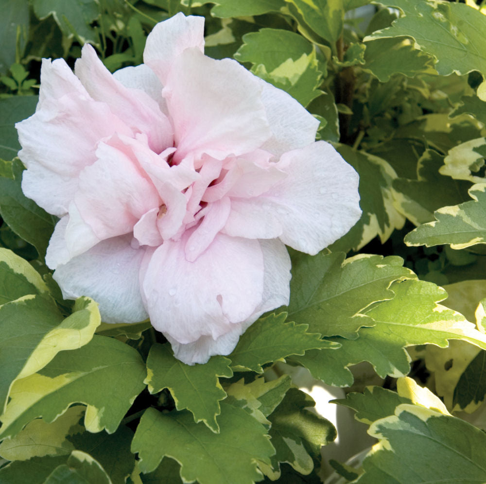 Sugar Tip® Rose of Sharon (Hibiscus syriacus 'America Irene Scott') - 1 gallon 18"