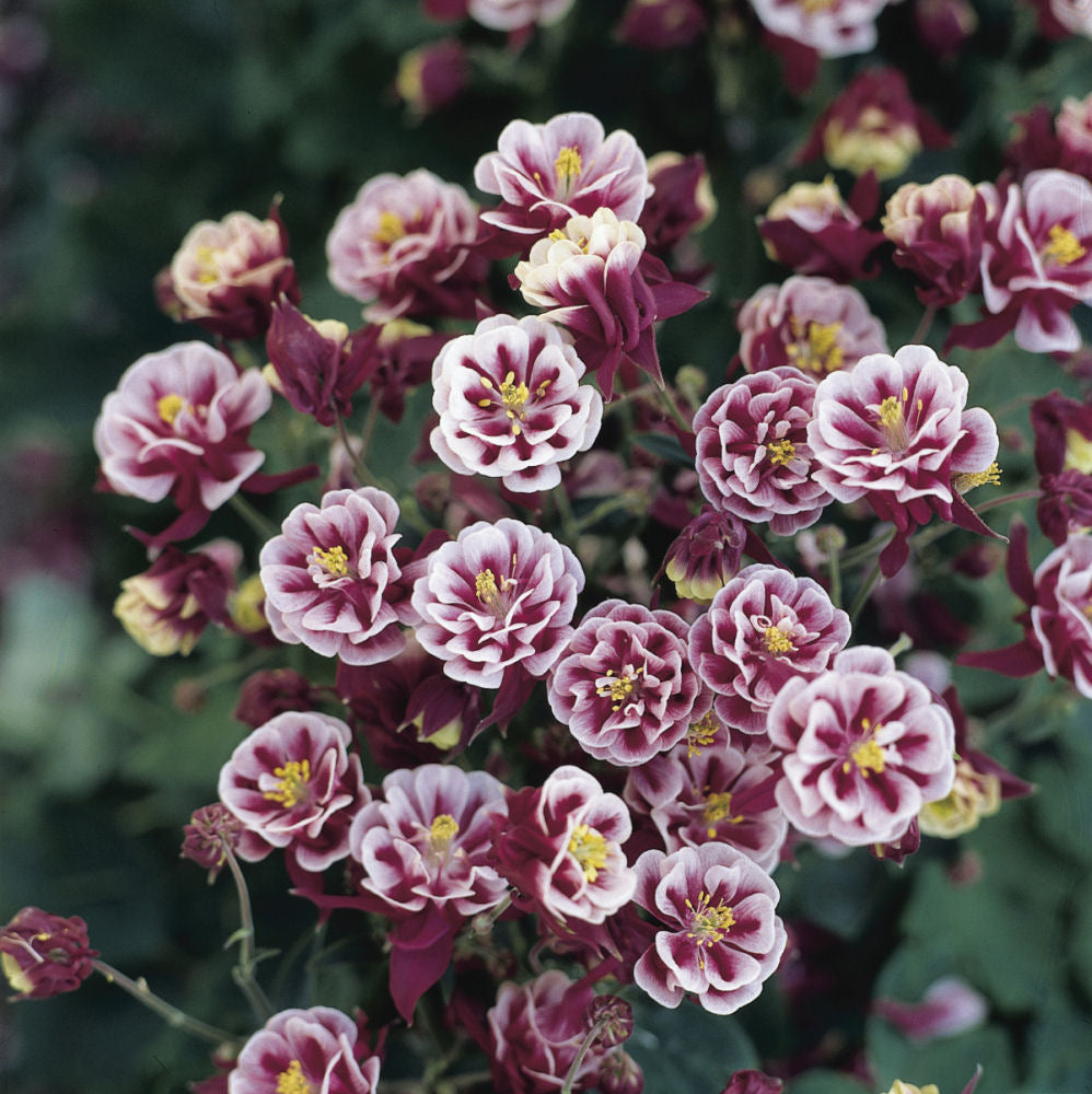 Winky Double Red &amp; White Columbine (Aquilegia 'Winky Dbl Red &amp; White') - 1 gallon