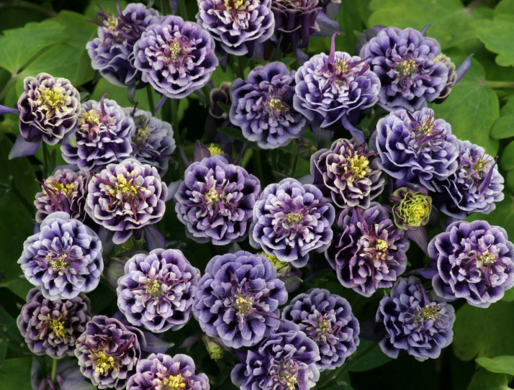 Winky Double Blue &amp; White Columbine (Aquilegia 'Winky Dbl Dark Blue &amp; White') - 1 gallon