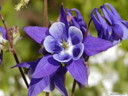 Winky Purple &amp; White Columbine (Aquilegia 'Winky Purple &amp; White') - 1 gallon