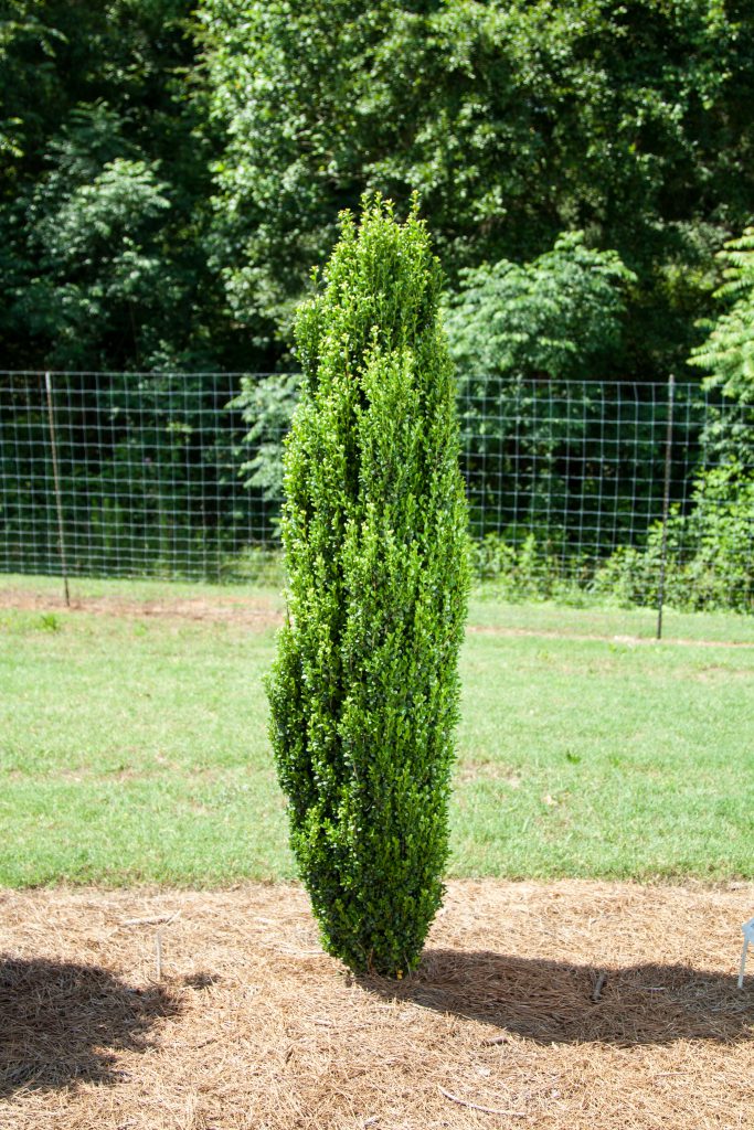 Straight &amp; Narrow® Japanese Holly (Ilex crenata 'Straight And Narrow') - 3 gallon