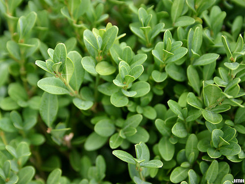 Green Gem Boxwood (Buxus microphylla 'Green Gem') - QT