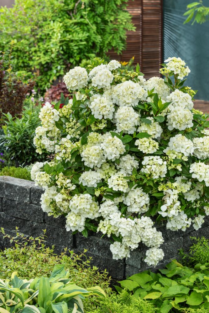 Fairytrail® White Cascade Hydrangea (Hydrangea paniculata 'Fairytrail White Cascade') - QT