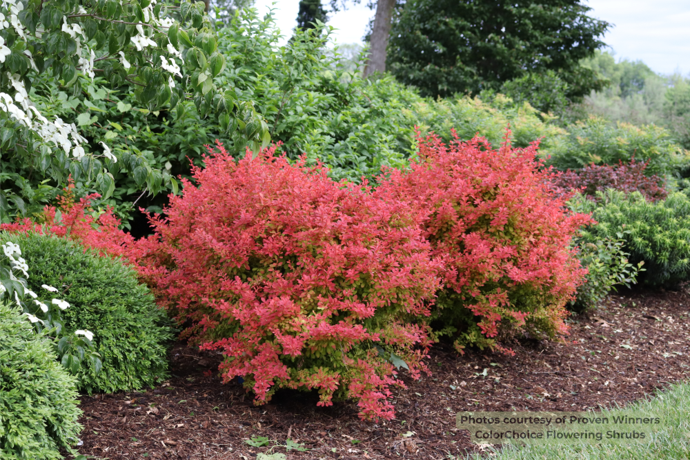 SUNJOY FAST NEO® Barberry (Berberis thunbergii 'Sunjoy Fast Neo’ (NCBT4)) - QT PWDF