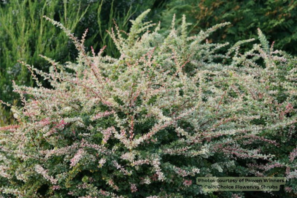 Sunjoy Sequins® Barberry (Berberis thunbergii 'Sunjoy Seguins') - QT