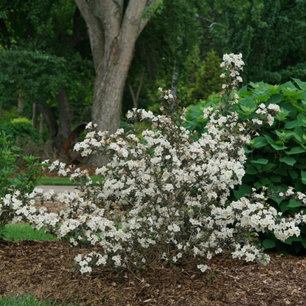 Wine &amp; Spirits® Weigela (Weigela florida 'Wine and Spirits') - QT