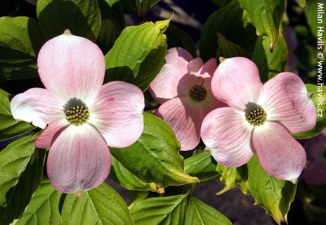 Stellar Pink® Dogwood (Cornus x 'Rutgan') - 1 gallon 3-4' TREE