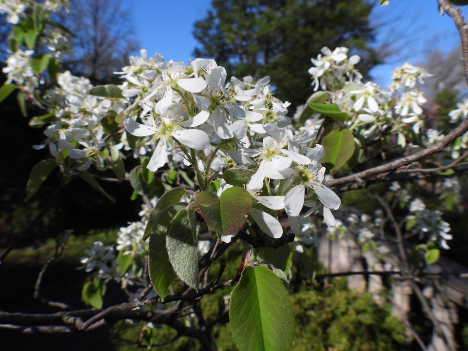 ‘Regent’ alder-leaved serviceberry (Amelanchier alnifolia 'Regent') - 3 gallon