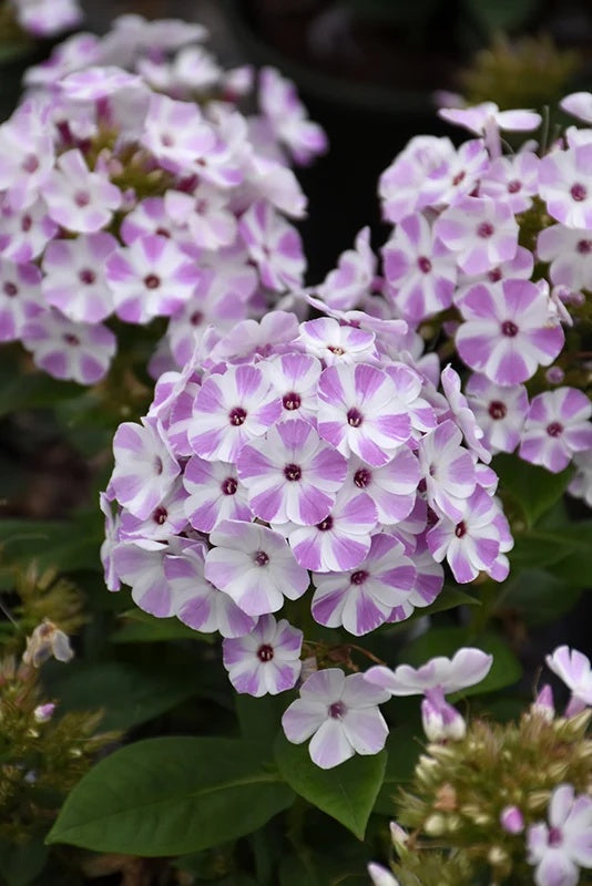 Flame® Lilac Star Dwarf Garden Phlox (Phlox  paniculata 'Flame® Lilac Star' ppaf) - 1 gallon