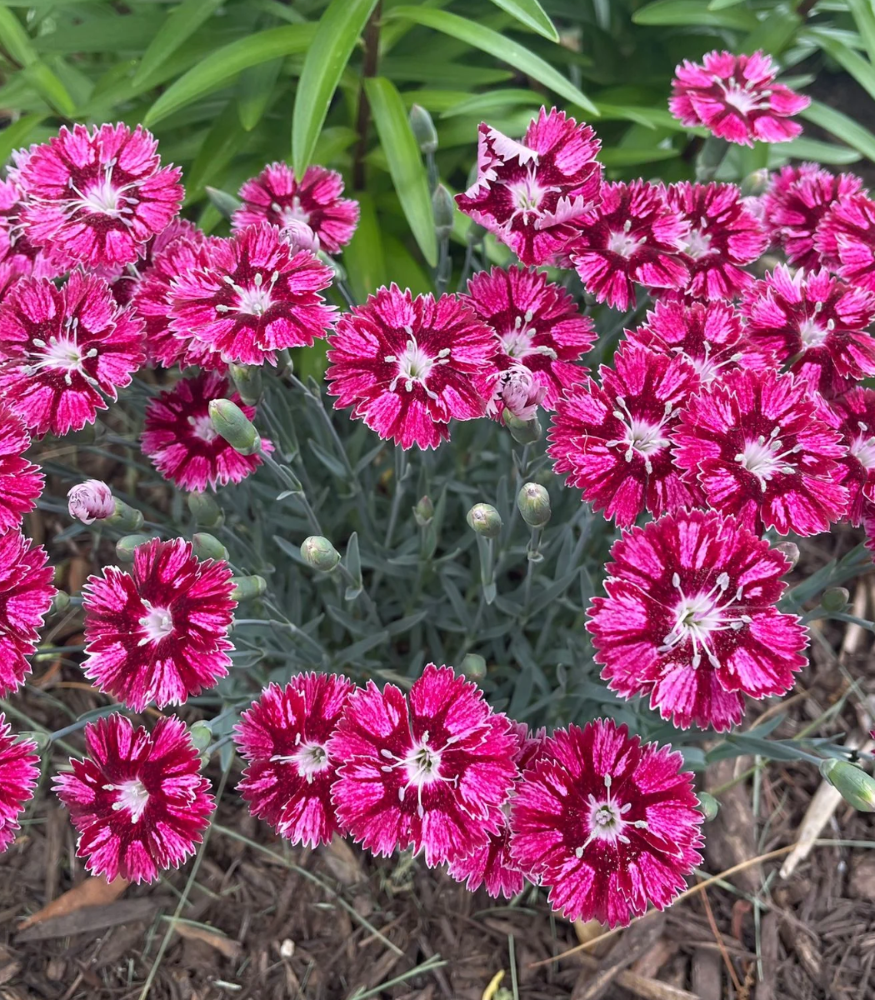 EverBloom™ Raspberry Jam Pinks (Dianthus ‘Raspberry Jam’) - QT