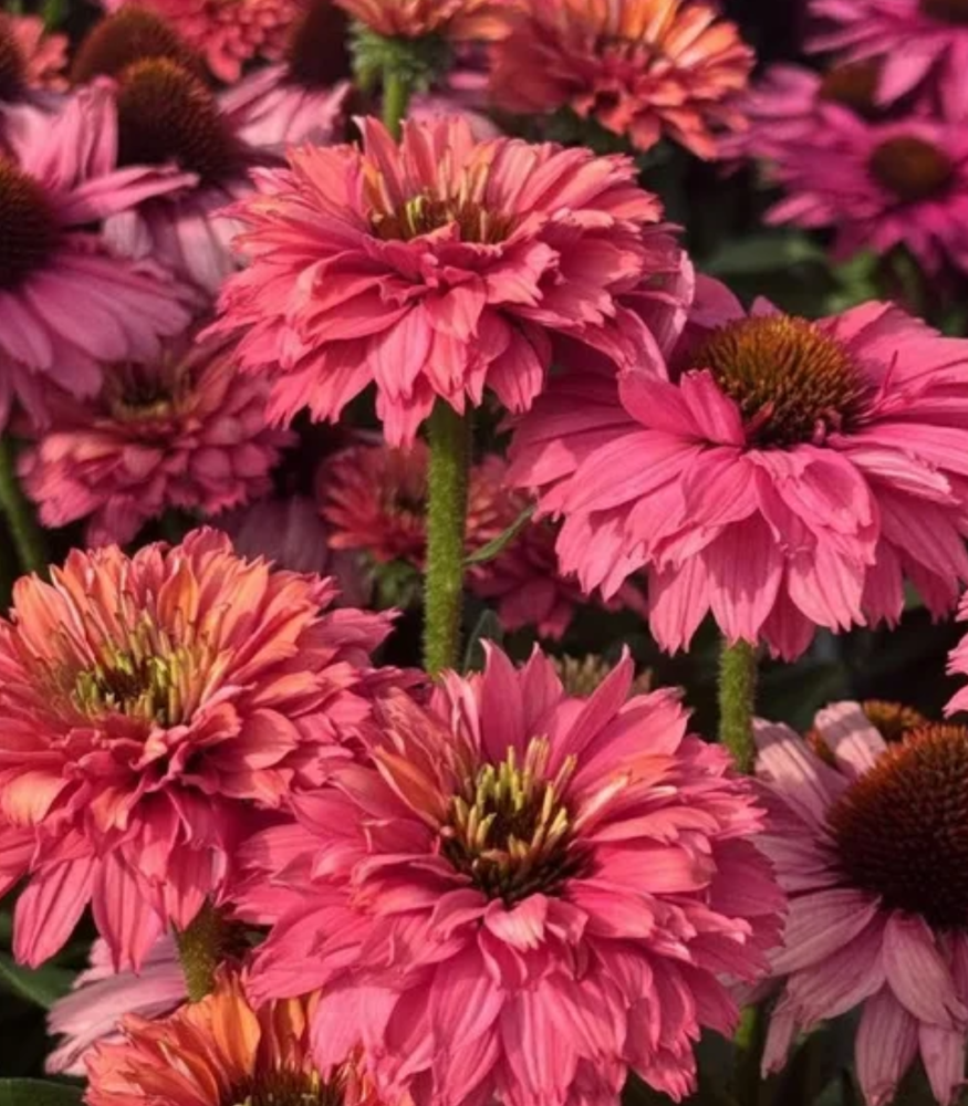 SunSeekers® ‘Pink Grapefruit’ Coneflower (Echinacea SunSeekers® ‘Pink Grapefruit’) - QT