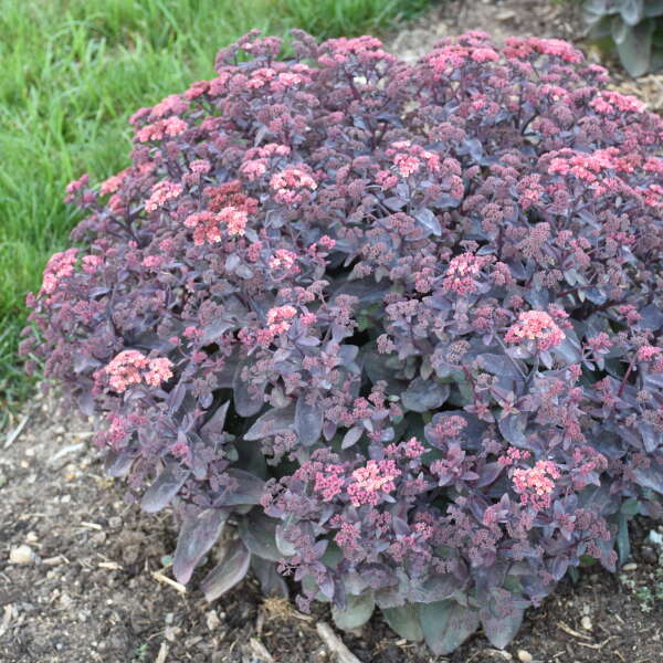 ‘Wineberry Delight’ Stonecrop (Sedum 'Wineberry Delight') - QT