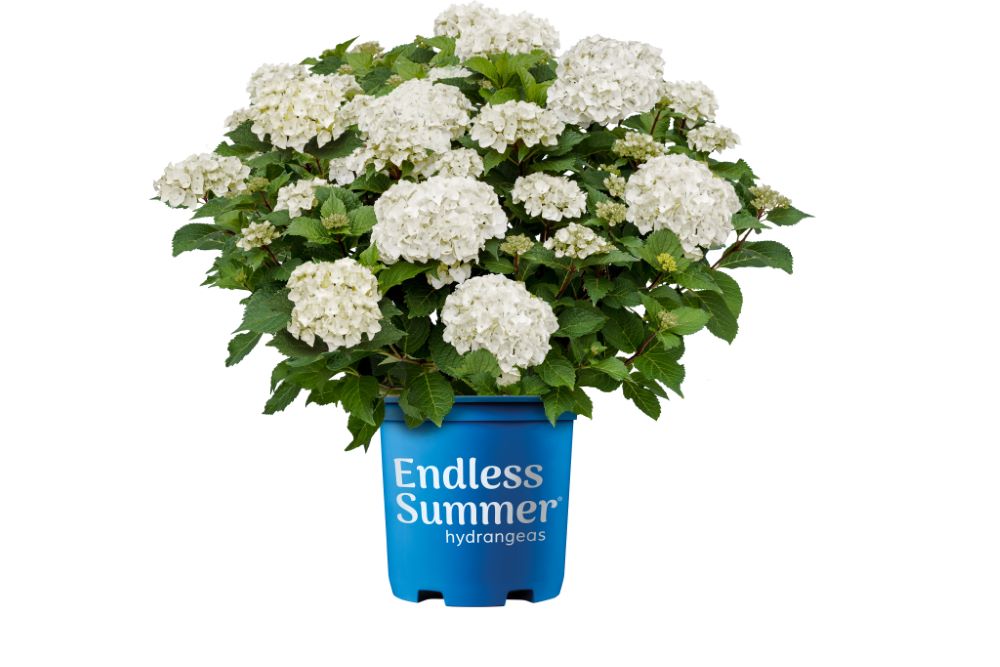 Endless Summer® Dreamcloud® Bigleaf Hydrangea (Hydrangea macrophylla Endless Summer Dreamcloud ('Bailmaceight')) - QT