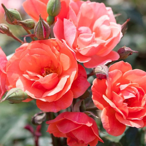Coral Knock Out® Rose (Rosa K.O 'Radyod') - QT
