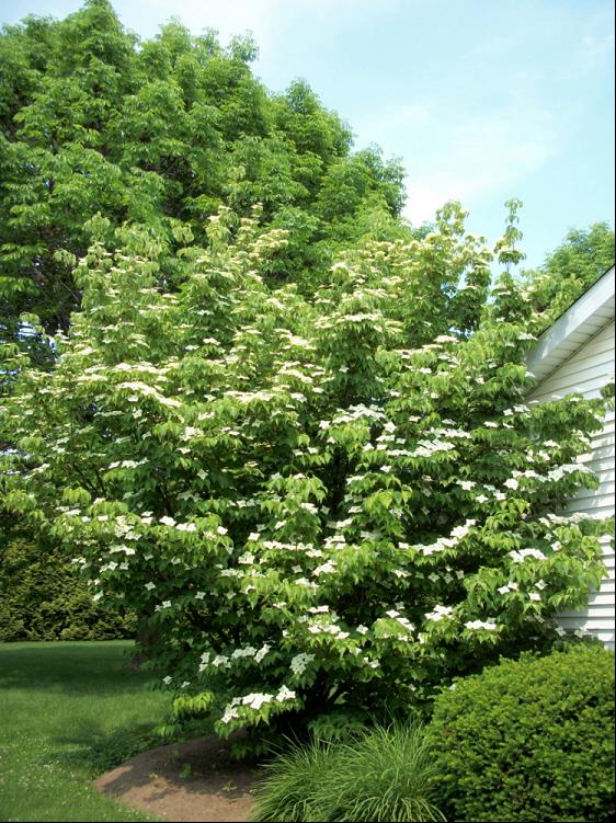 Willoway Select Kousa Dogwood (Cornus kousa 'Willoway Select') - 2 gallon 3' TREE