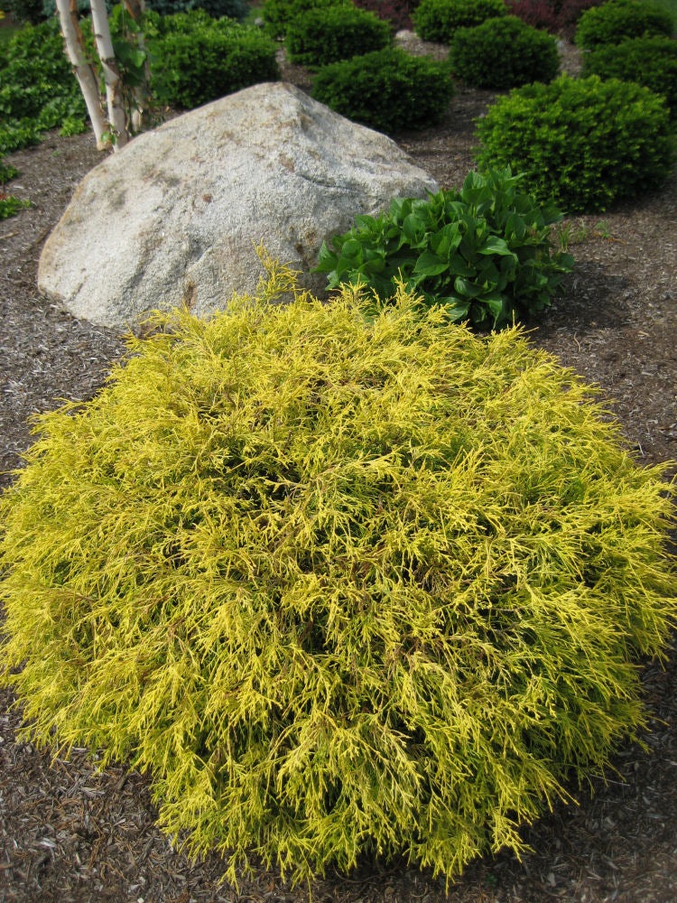 Gold Mop Cypress (Chamaecyparis pisifera 'Mops') - QT