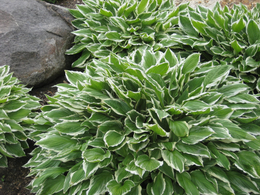 Francee Plantain Lily (Hosta francee 'Francee') - QT