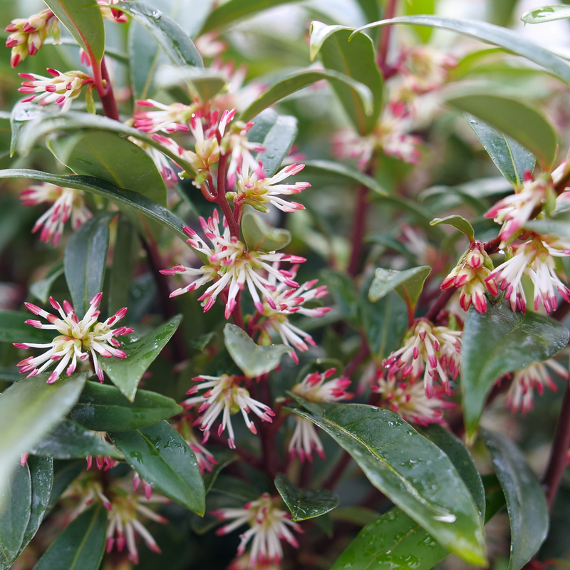 Sweet &amp; Lo™ Fragrant Sweet Box (Sarcococca 'Sweet &amp; Lo') - 2 gallon 12"