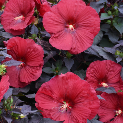Summerific® 'Holy Grail' Rose Mallow (Hibiscus holy 'Grail') - 1 gallon