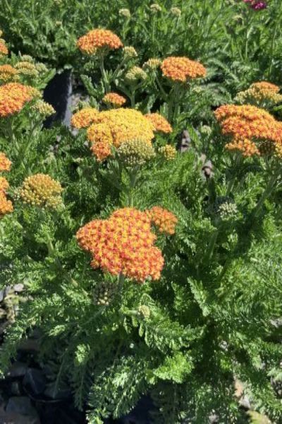 SkySail™  Yellow Yarrow (Achillea millefolium Skysail Yellow 'Bosachskyye'') - QT