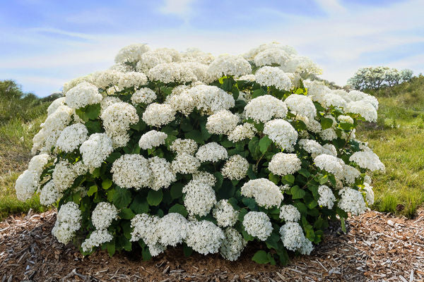 FlowerFull® Smooth Hydrangea (Hydrangea arborescens 'Flowerfull') - QT