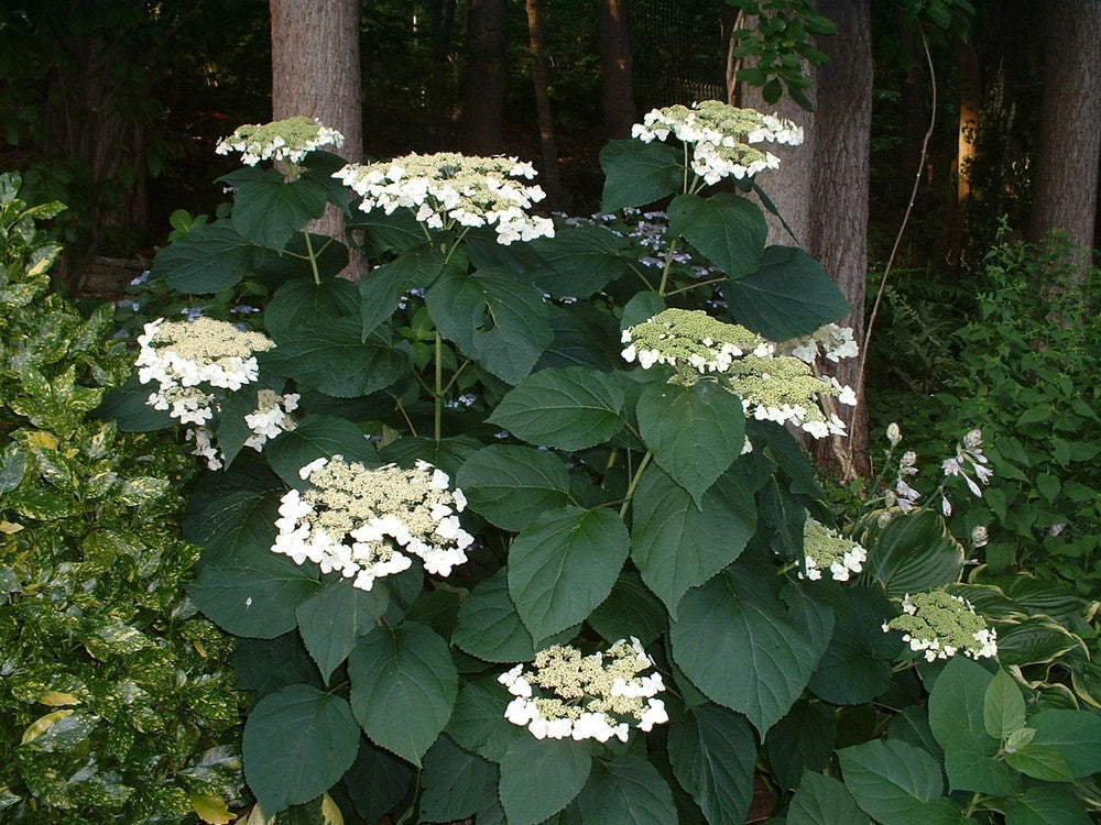 Haas Halo Smooth Hydrangea (Hydrangea arborescens 'Haas' Halo') - QT