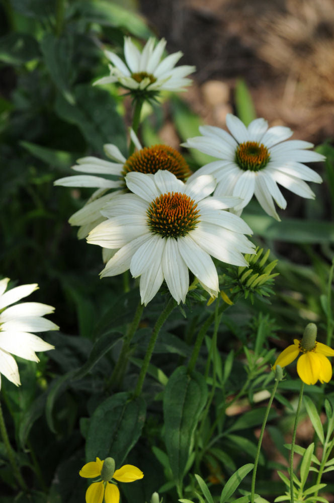 PowWow White Coneflower (Echinacea purpurea 'PowWow White') - half gallon