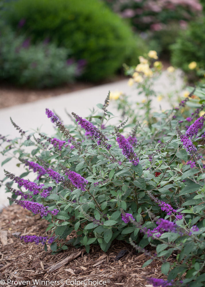 Proven Winner® Color Choice® Lo &amp; Behold® Blue Chip Jr Butterfly Bush (Buddleia '‘Blue Chip Jr’') - QT