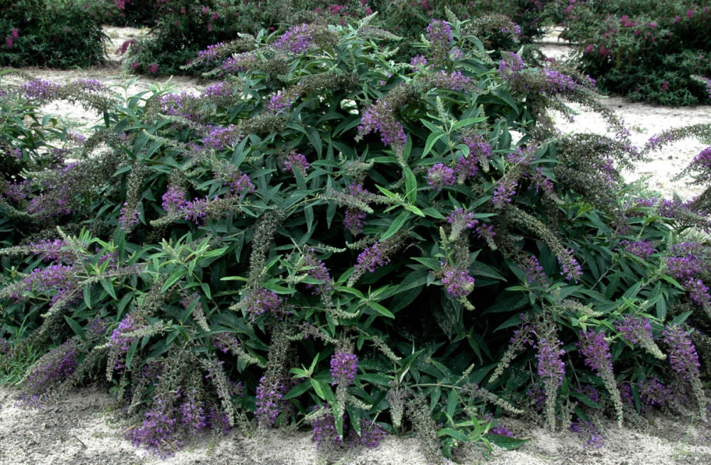 Proven Winners® Color Choice® Lo &amp; Behold® Purple Haze Butterfly Bush (Buddleia x 'Purple Haze') - QT