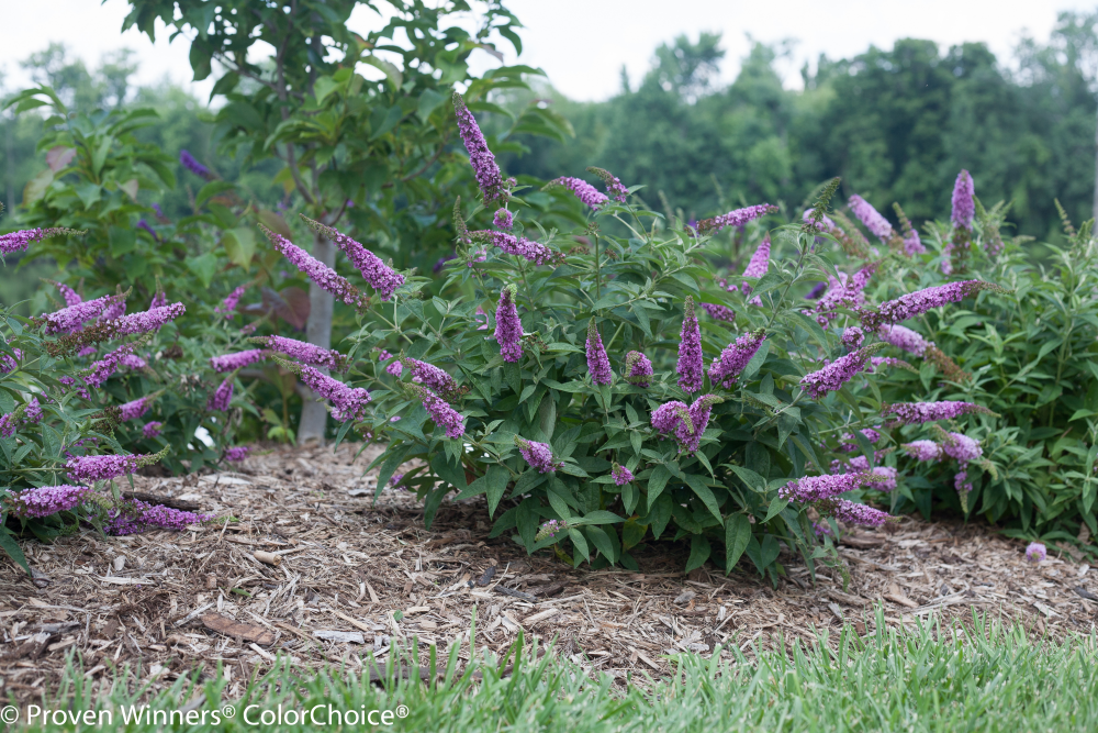 Proven Winners® Color Choice® Lo &amp; Behold® Pink Micro Chip Butterfly Bush (Buddleia '‘Pink Micro Chip’') - QT