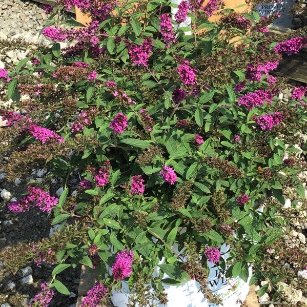 Lo &amp; Behold Ruby Chip® Butterfly Bush (Buddleia 'Lo-Behold Ruby Chip') - QT