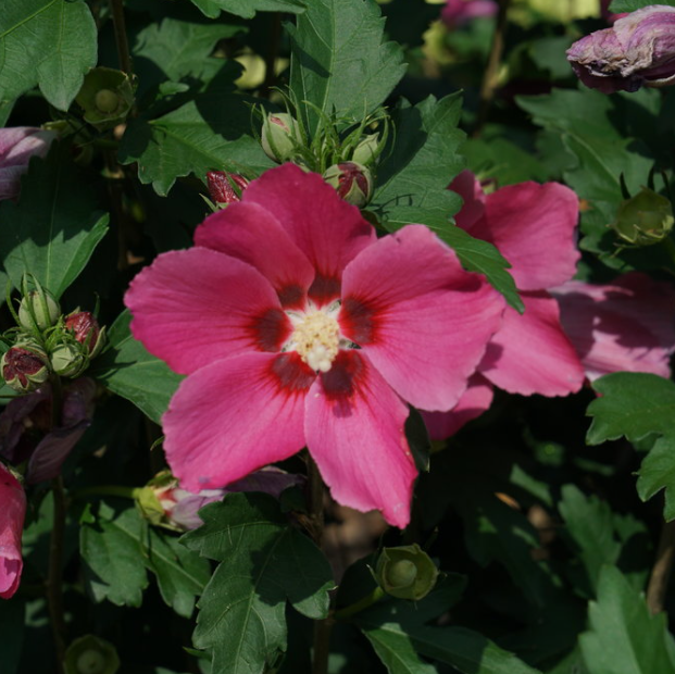 Paraplu Rouge® Rose of Sharon (Hibiscus paraplu 'Rouge') - QT