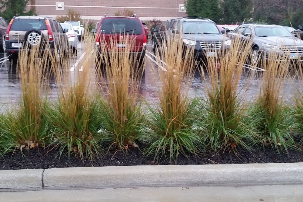 Karl Foerster Feather Reed Grass (Calamagrostis x acutiflora 'Karl Foerster') - QT