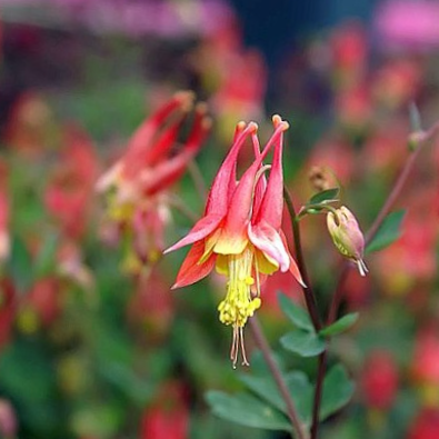 Little Lanterns Columbine (Aquilegia can. 'Little Lanterns') - QT