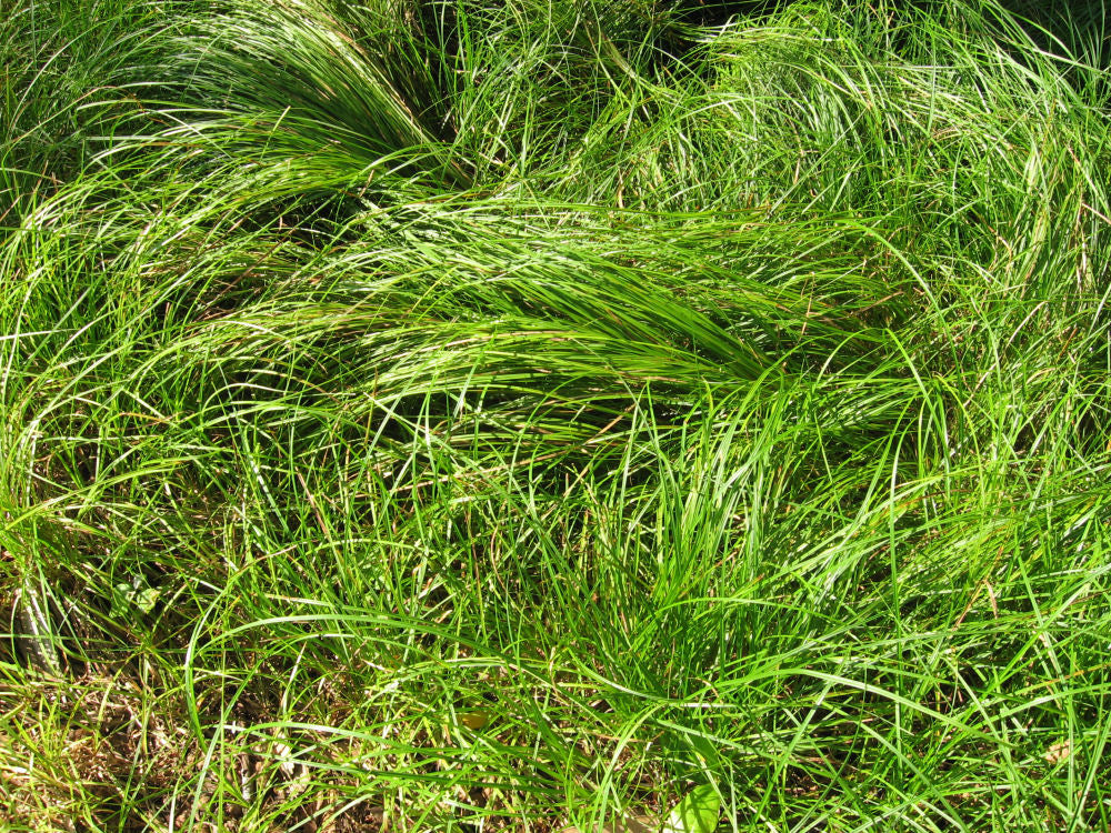 Pennsylvania Sedge (Carex pensylvanica 'Carex Pensylvanica') - QT
