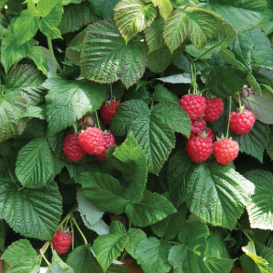 Raspberry Shortcake® (Rubus idaeus 'Raspberry Shortcake&amp;trade;') - 2 gallon