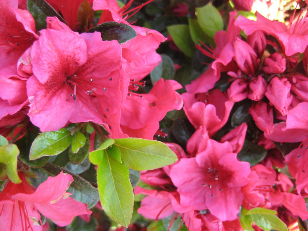 Renee Michelle Azalea (Azalea x 'Renee Michelle') - 3 gallon 12"
