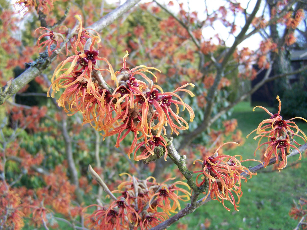 Copper Beauty Witchhazel (Hamamelis x intermedia 'Jelena') - 1 gallon TREE