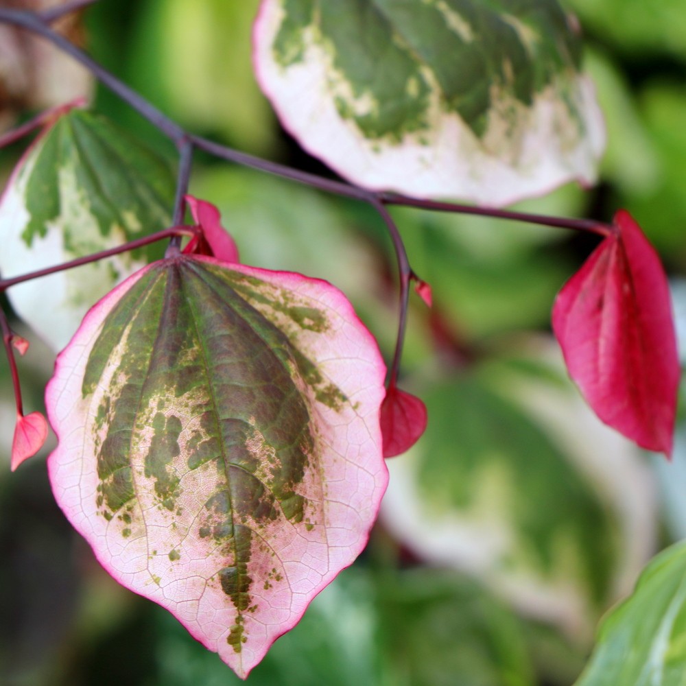 Carolina Sweetheart Redbud (Cercis canadensis 'Carolina Sweetheart') - 2 gallon 36"
