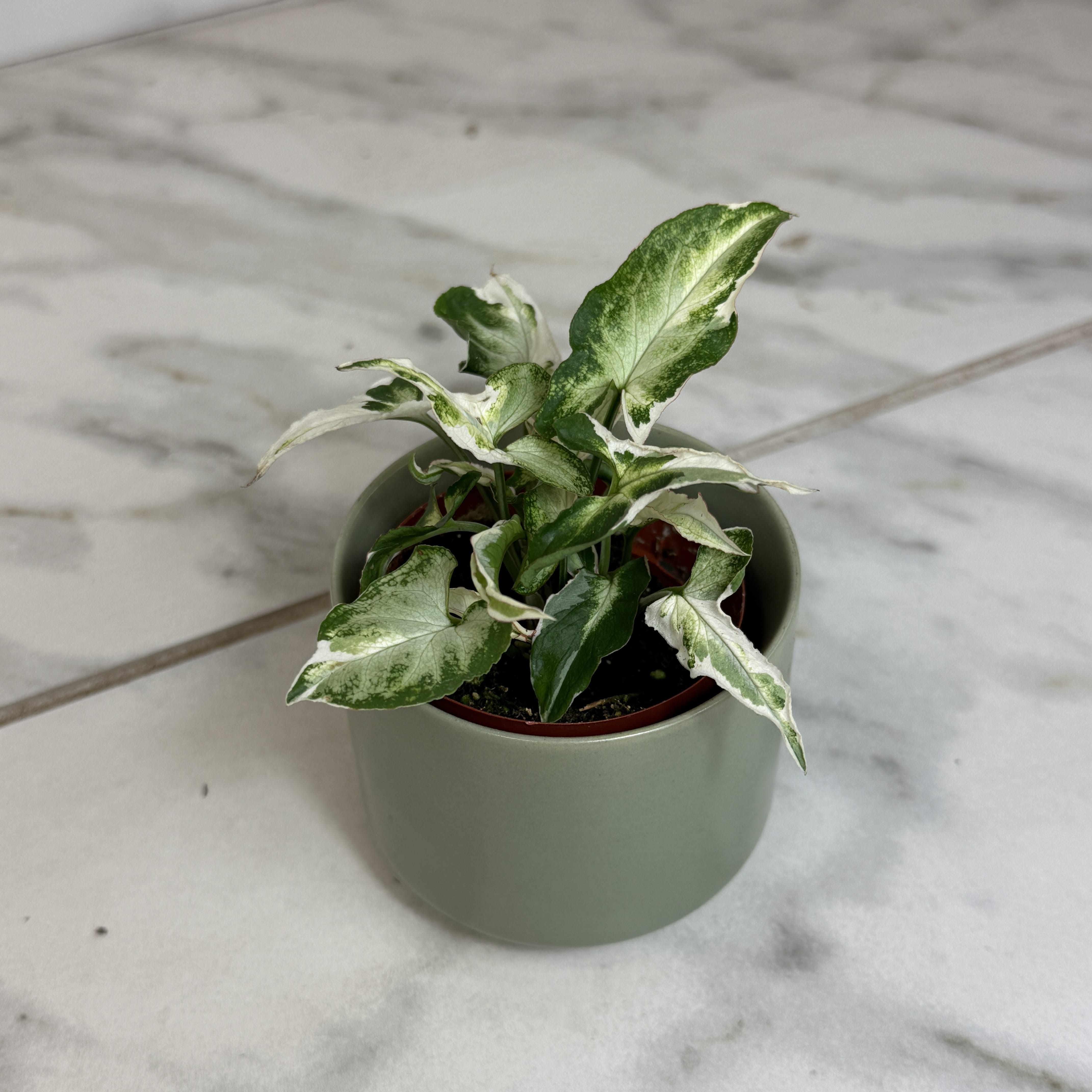 Syngonium Starlite, 2" Plant