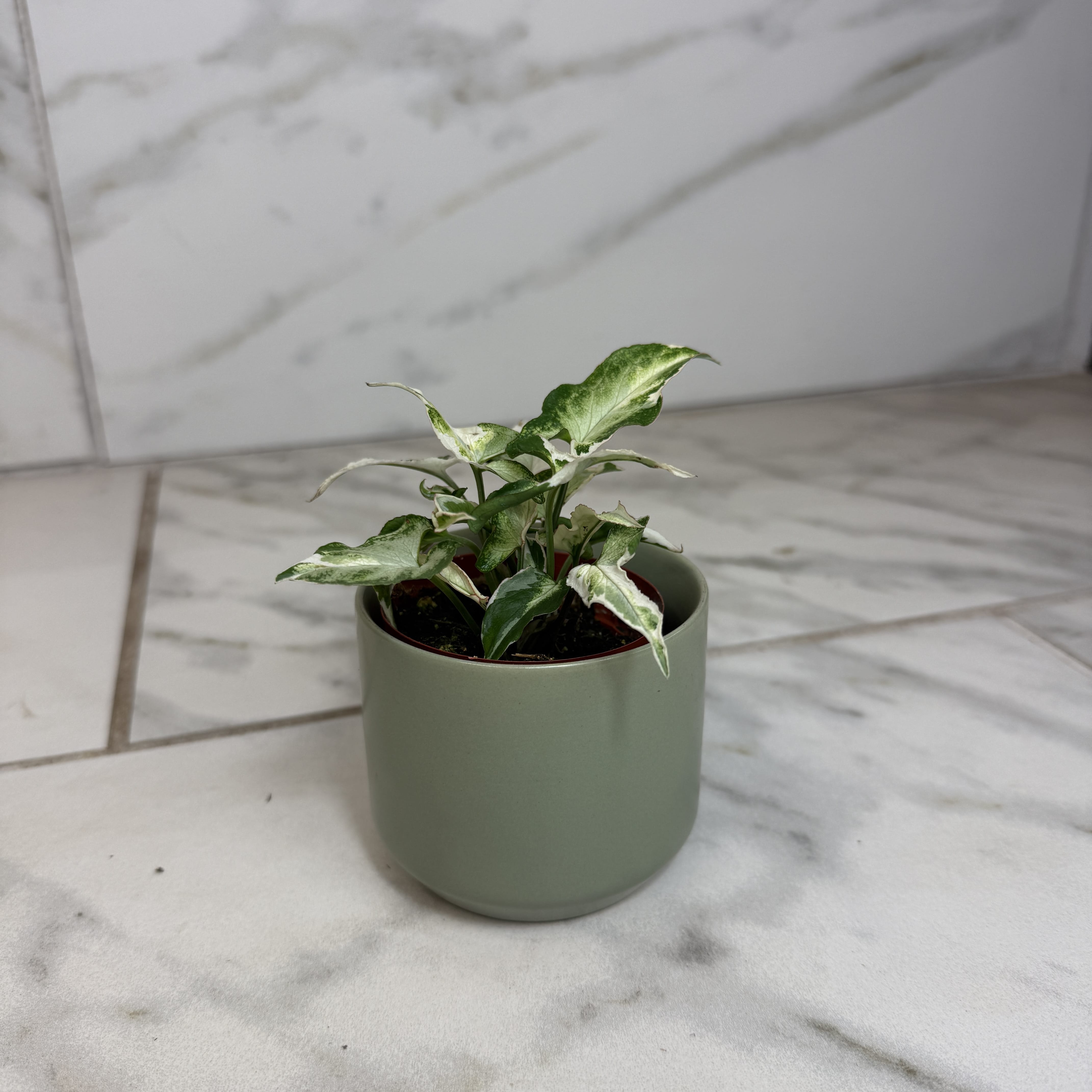 Syngonium Starlite, 2" Plant